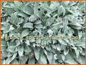 Veronica spicata incana 'Silberteppich' | Aarereprijs, Ereprijs