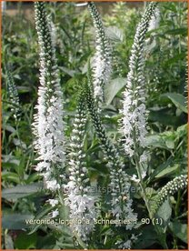 Veronica longifolia 'Schneeriesin' | Lange ereprijs, Ereprijs
