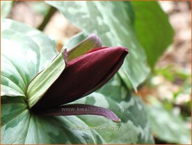 Trillium cuneatum | Drieblad, Boslelie