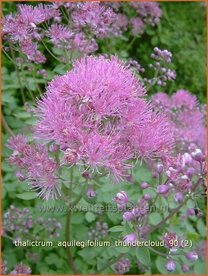 Thalictrum aquilegifolium 'Thundercloud' | Ruit, Akeleiruit