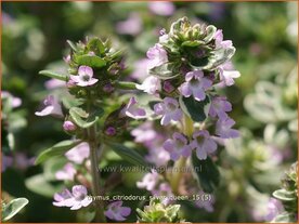 Thymus citriodorus 'Silver Queen' | Citroentijm, Tijm