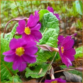 Primula 'Wanda' | Sleutelbloem