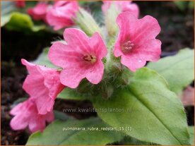 Pulmonaria rubra 'Redstart' | Longkruid