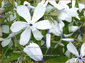Phlox divaricata 'White Perfume' | Voorjaarsvlambloem, Vlambloem, Flox, Floks | Wald-Flammenblume