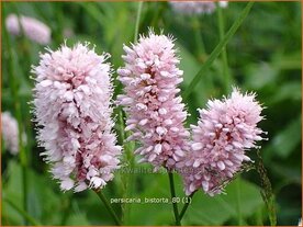Persicaria bistorta | Duizendknoop, Adderwortel
