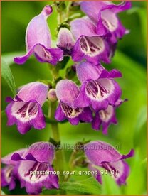 Penstemon 'Sour Grapes' | Schildpadbloem, Slangenkop