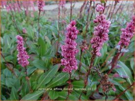 Persicaria affinis 'Donald Lowndes' | Duizendknoop, Adderwortel