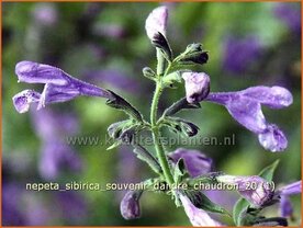 Nepeta sibirica 'Souvenir d'Andre Chaudron' | Siberisch kattenkruid, Kattenkruid | Sibirische Katzenminze | Sibe