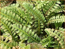 Leptinella potentillina | Koperknoopje