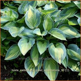 Hosta sieboldiana 'Great Expectations' | Hartlelie, Funkia