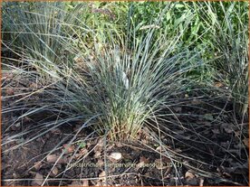 Helictotrichon sempervirens 'Pendula' | Blauwstraalhaver, Sierhaver