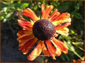 Helenium 'Kupferzwerg' | Zonnekruid