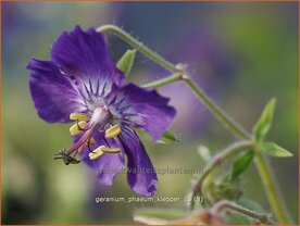 Geranium phaeum 'Klepper' | Ooievaarsbek