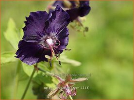 Geranium phaeum 'Raven' | Ooievaarsbek