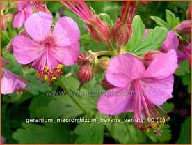 Geranium macrorrhizum 'Bevan's Variety' | Ooievaarsbek