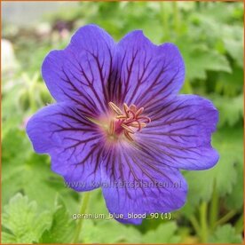 Geranium 'Blue Blood' | Ooievaarsbek