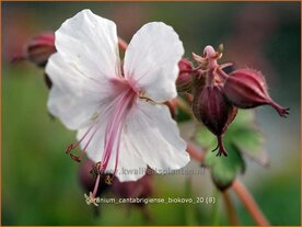 Geranium cantabrigiense 'Biokovo' | Ooievaarsbek