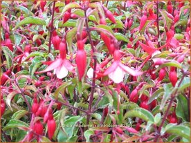 Fuchsia 'Madame Cornelissen' | Bellenplant