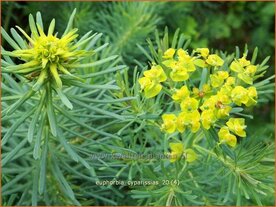 Euphorbia cyparissias | Wolfsmelk, Cipreswolfsmelk