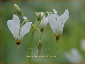 Dodecatheon meadia 'Album' | Twaalfgodenkruid