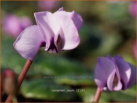 Cyclamen coum | Cyclaam, Alpenviooltje
