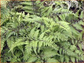 Athyrium vidalii | Wijfjesvaren