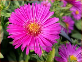 Aster 'Starlight' | Aster | Aster