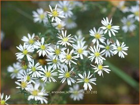 Aster ericoides 'Schneetanne' | Aster, Heideaster