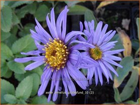 Aster amellus 'Glucksfund' | Aster