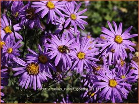 Aster amellus 'Rudolf Goethe' | Aster