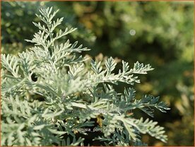 Artemisia pontica | Alsem, Bijvoet, Edelruit