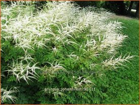 Aruncus 'Johannifest' | Geitenbaard