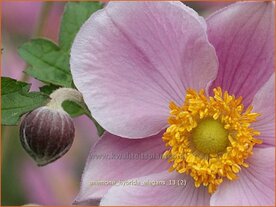 Anemone hybrida 'Elegans' | Anemoon, Herfstanemoon, Japanse anemoon