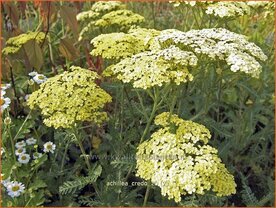 Achillea &#039;Credo&#039; | Duizendblad