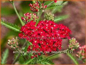 Achillea millefolium &#039;Red Beauty&#039; | Duizendblad