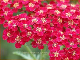 Achillea millefolium &#039;Summerwine&#039; | Duizendblad