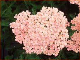 Achillea millefolium &#039;Lachsschoenheit&#039; | Duizendblad