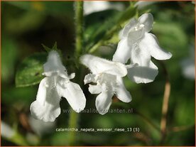 Calamintha nepeta 'Weisser Riese' | Bergsteentijm