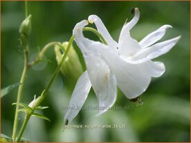 Aquilegia vulgaris 'Alba' | Akelei | Gew&ouml;hnliche Akelei