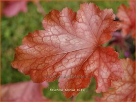 Heuchera 'Paprika' | Purperklokje | Purpurgl&ouml;ckchen