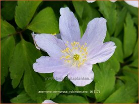 Anemone nemorosa 'Robinsoniana' | Bosanemoon, Anemoon | Busch-Windr&ouml;schen