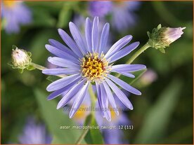 Aster macrophyllus 'Twilight' | Aster | Gro&szlig;bl&auml;ttrige Aster