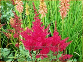 Astilbe 'Montgomery' | Pluimspirea, Spirea | Prachtspiere