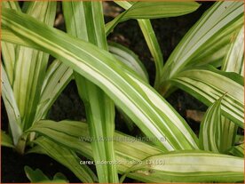 Carex siderosticha 'Shiro' | Breedbladzegge, Zegge