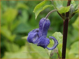 Clematis heracleifolia 'China Purple' | Bosrank, Clematis | Breitbl&auml;ttrige Waldrebe