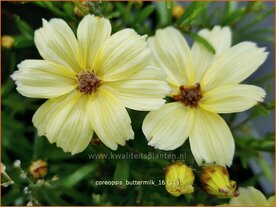 Coreopsis 'Buttermilk' | Meisjesogen | M&auml;dchenauge