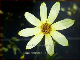 Coreopsis verticillata 'Moonbeam' | Meisjesogen | Quirlbl&auml;ttriges M&auml;dchenauge