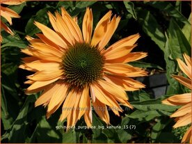 Echinacea purpurea 'Big Kahuna' | Zonnehoed | Roter Sonnenhut