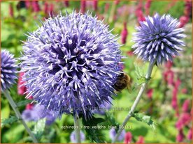   Echinops ritro 'Veitch's Blue' | Kogeldistel | Blaue Kugeldistel