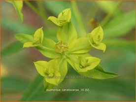 Euphorbia ceratocarpa | Wolfsmelk | Hornfr&uuml;chtige Wolfsmilch